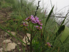 Pseudoselago verbenacea