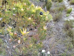 Caerostris sexcuspidata