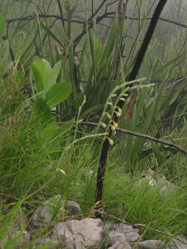 Image of Geissorhiza juncea by (c) Jeremy Gilmore, some rights reserved (CC BY)