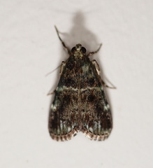 Orthaga atribasalis