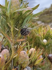 Caerostris sexcuspidata