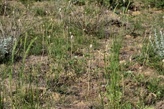 Tulipa sylvestris australis
