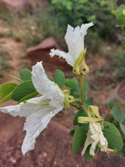 Bauhinia petersiana macrantha