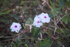 Ipomoea sagittifolia
