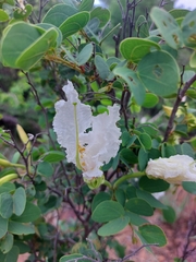 Bauhinia petersiana macrantha