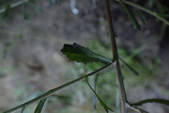 Lepidium hyssopifolium