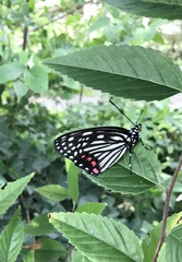 Hestina assimilis assimilis