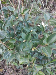 Camellia oleifera