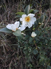 Camellia oleifera