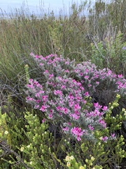 Indigofera hamulosa