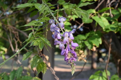 Wisteria sinensis