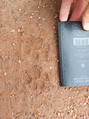 Civettictis civetta australis