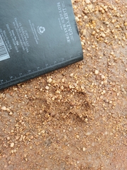 Civettictis civetta australis