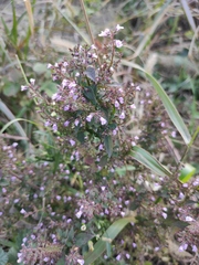 Mosla scabra