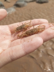 Macrophthalmus