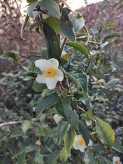 Camellia oleifera