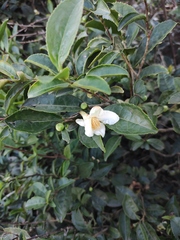 Camellia oleifera