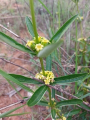 Fadogia