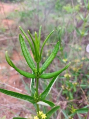 Fadogia