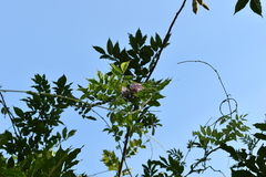 Wisteria sinensis