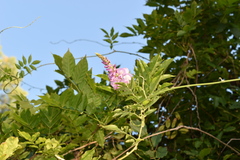 Wisteria sinensis