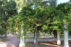 Wisteria sinensis