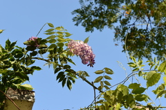 Wisteria sinensis