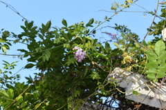 Wisteria sinensis