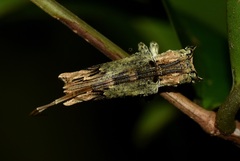 Ecthoea quadricornis