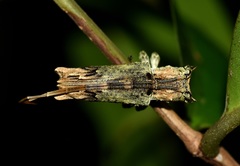 Ecthoea quadricornis