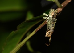 Ecthoea quadricornis