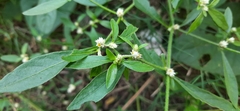 Alternanthera paronychioides