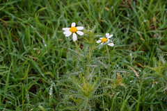 Cladanthus mixtus