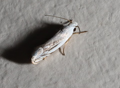 Plectophila micradelpha