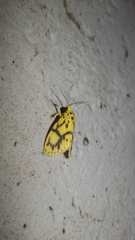 Miltochrista terminospota