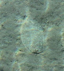 Pardachirus marmoratus