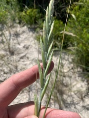 Thinopyrum distichum