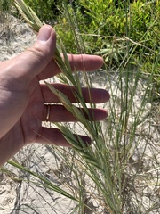 Thinopyrum distichum