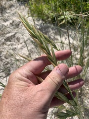 Thinopyrum distichum