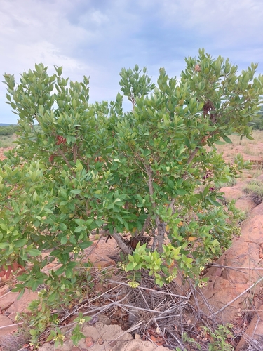 Intermediate Waterberry (Syzygium ×)