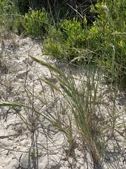 Thinopyrum distichum