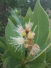 Syzygium × intermedium