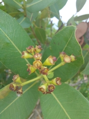 Syzygium × intermedium