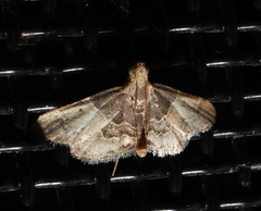 Pyralis pictalis