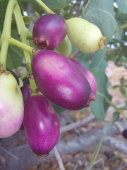 Syzygium × intermedium