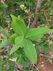 Syzygium × intermedium