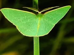 Chlorocoma melocrossa