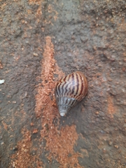 Cochlitoma granulata