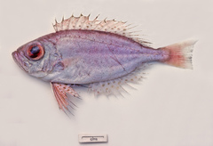 Priacanthus macracanthus