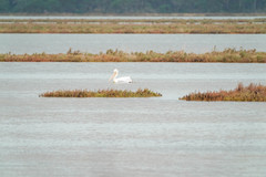 Pelecanus crispus